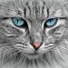 Mastering the Purr-fect Approach: Secrets to Cat Behavior Training