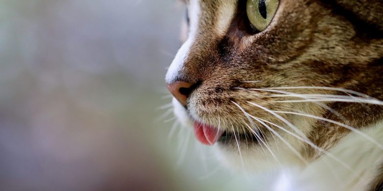 Essential Tips for Maintaining Optimal Cat Health