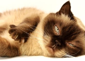 Exploring the Elegance of Siamese Cats