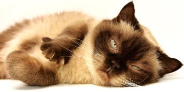 Exploring the Elegance of Siamese Cats