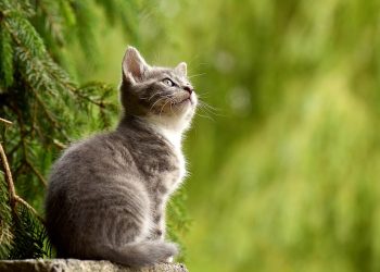 Top Hypoallergenic Cats for Families