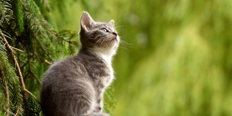 Top Hypoallergenic Cats for Families