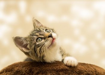 Exploring Compact Charm: Unveiling the Appeal of Small Cat Breeds