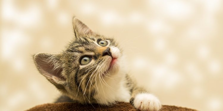 Exploring Compact Charm: Unveiling the Appeal of Small Cat Breeds