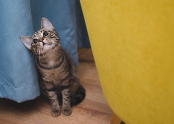 Top Cat Breeds for Busy Singles: Best Apartment Cats That Thrive Alone