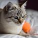 Unleashing Fun: Top Toys to Excite Your Bored Cat