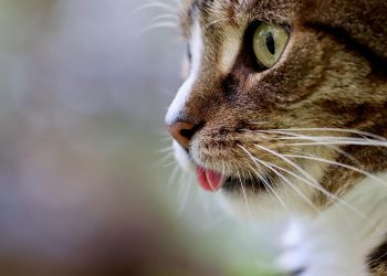 Understanding Cat Language: Decoding Whisker Twitches and Tail Flicks