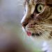 Understanding Cat Language: Decoding Whisker Twitches and Tail Flicks