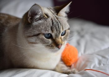 Unleashing Fun: The Best Cat Ball Toys for Active Play