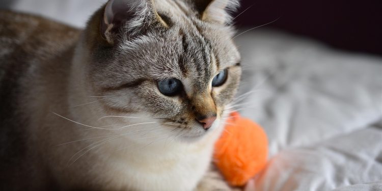 Unleashing Fun: The Best Cat Ball Toys for Active Play