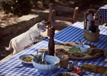 Gentle Choices for Delicate Digestions: The Best Cat Foods for Sensitive Stomachs