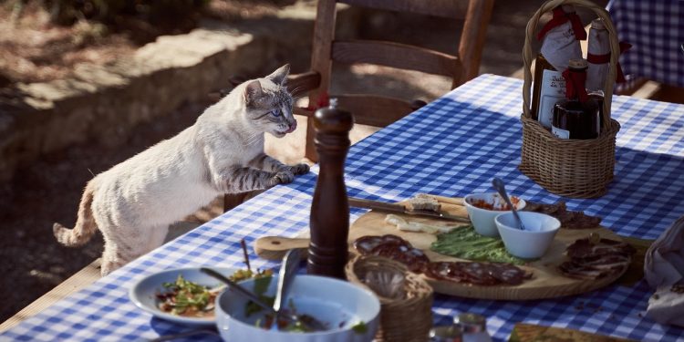 Gentle Choices for Delicate Digestions: The Best Cat Foods for Sensitive Stomachs