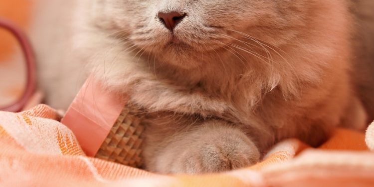 Optimal Nutrition for Growing Kittens: Choosing the Best Cat Food