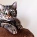Unraveling Feline Mysteries: Insights into Cat Behavior Explained