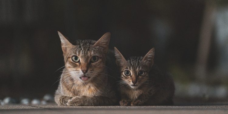Unveiling the Beauty of Petite Allergy-Friendly Felines
